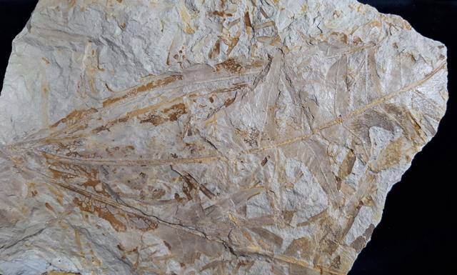 Dictyophyllum sp. (LINDLEY & W. HUTTON 1834) & Podozamites sp. - Bild © FossNet FossilienStore